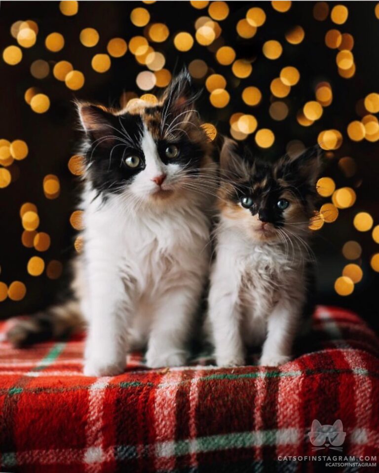 This is Zara and Koi’s first Christmas!