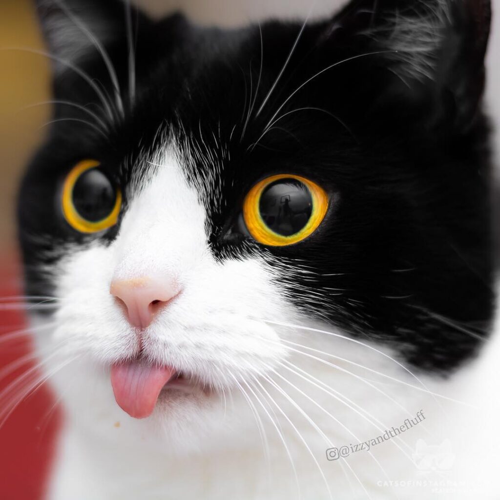 I have no idea who stuck their nose in your food.