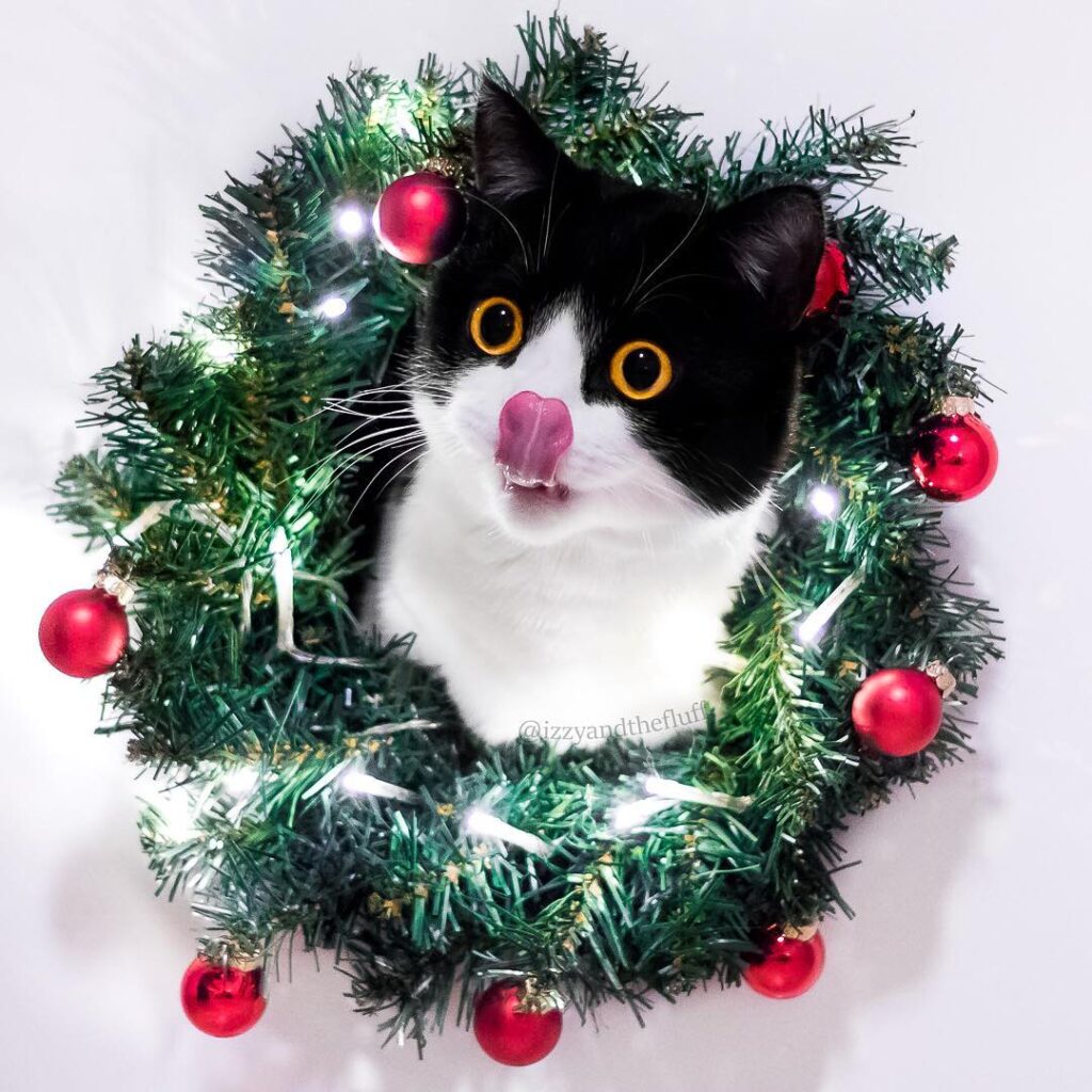 “Jolly joy for Christmas mood! I’ll hide here to steal yo