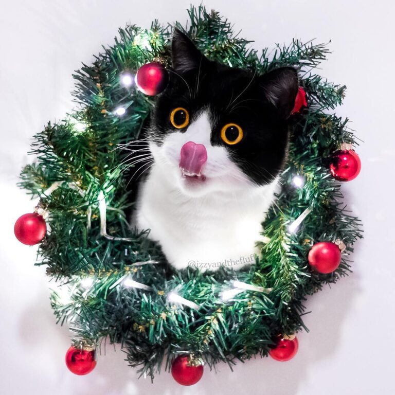 “Jolly joy for Christmas mood! I’ll hide here to steal yo