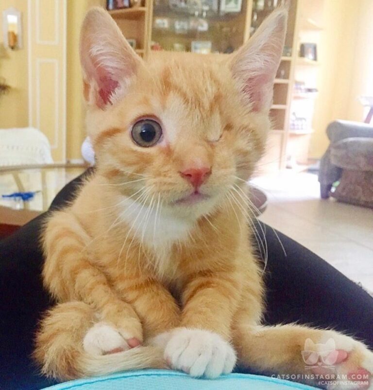 Can I sit on your lap all the time please????