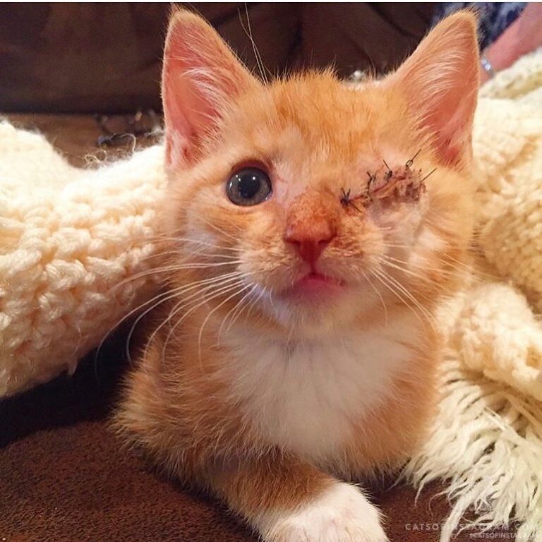 Cute Cat Moment