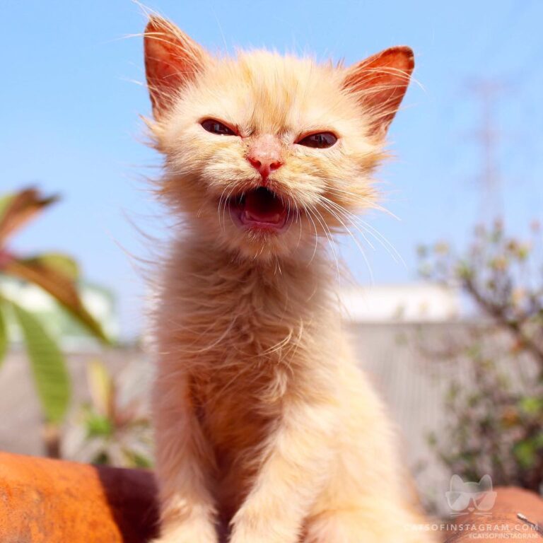Potter’s call you! Meow