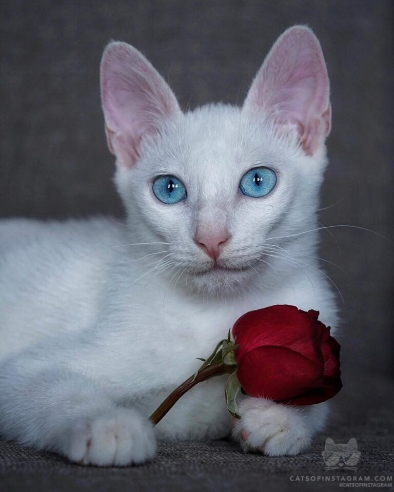 Will you accept this rose, Mi Amor?
