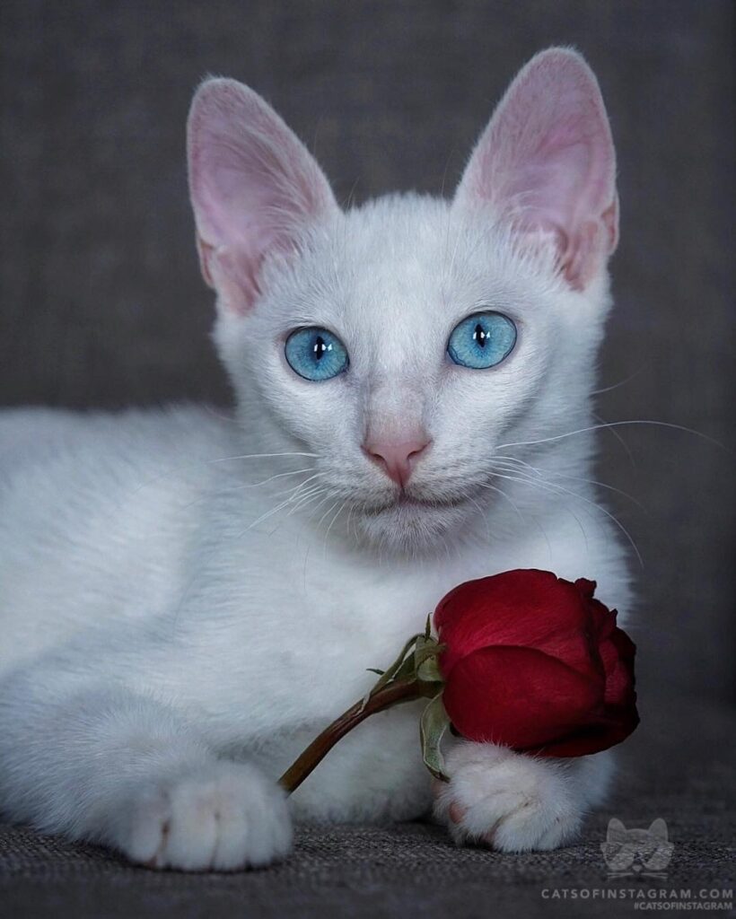 Will you accept this rose, Mi Amor?