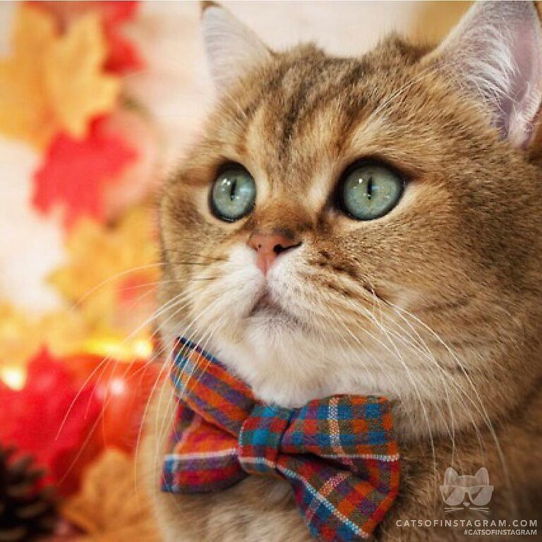 Tuna, pumpkin spice and everything nice? Why not!
