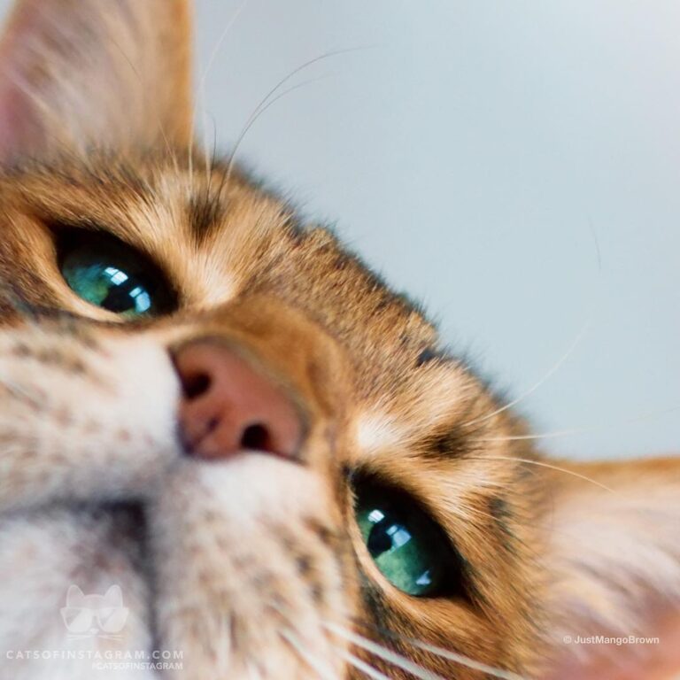 “How many boops will I get on this snoot ?! And GO – comm