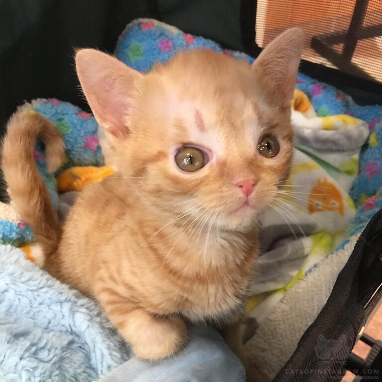 “Dr Glass is super happy with Tate’s recovery progress! B