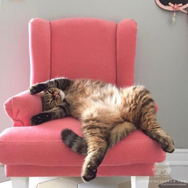 This is our cat Sherlock