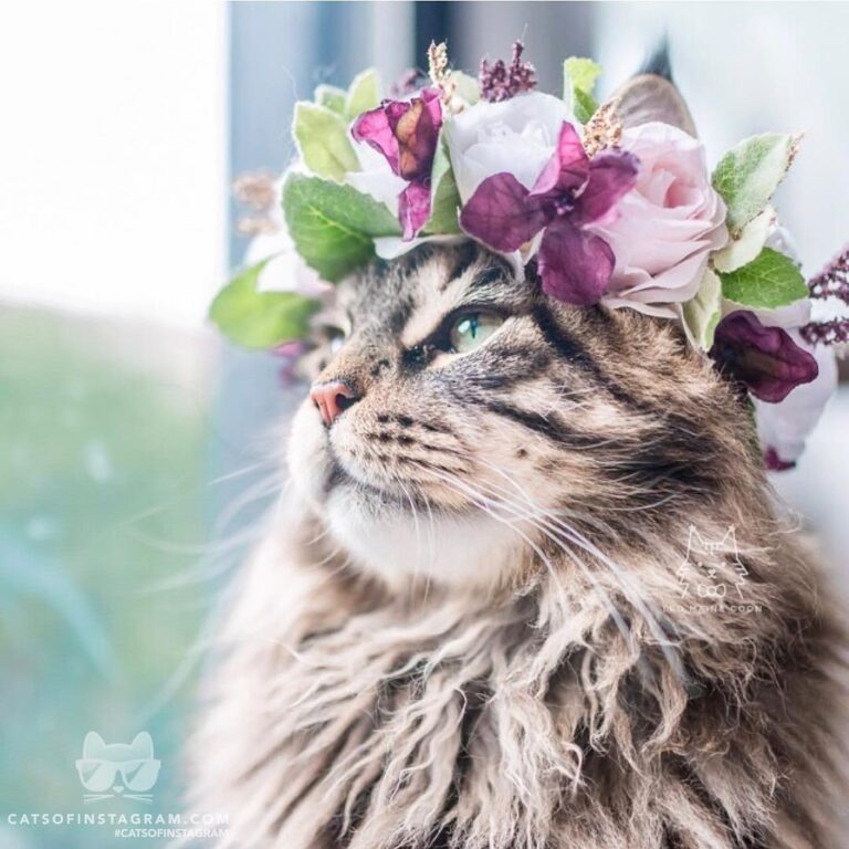 A crown fit for a king