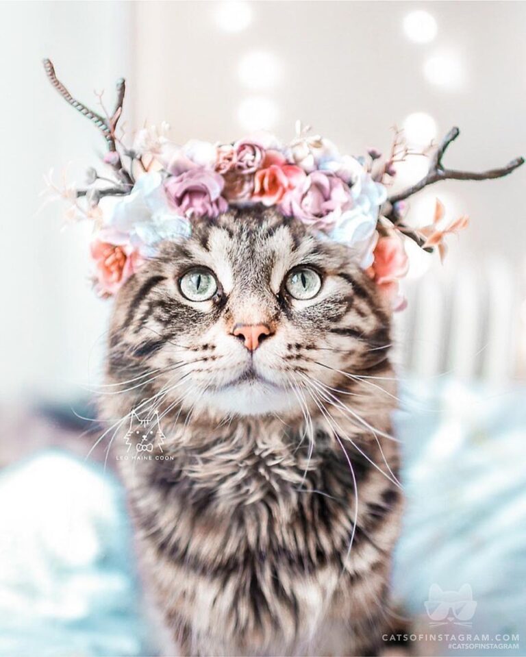 Mythical creature or cat?
