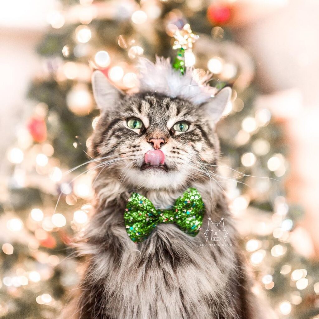 The best part about christmas is all the yummy foods!