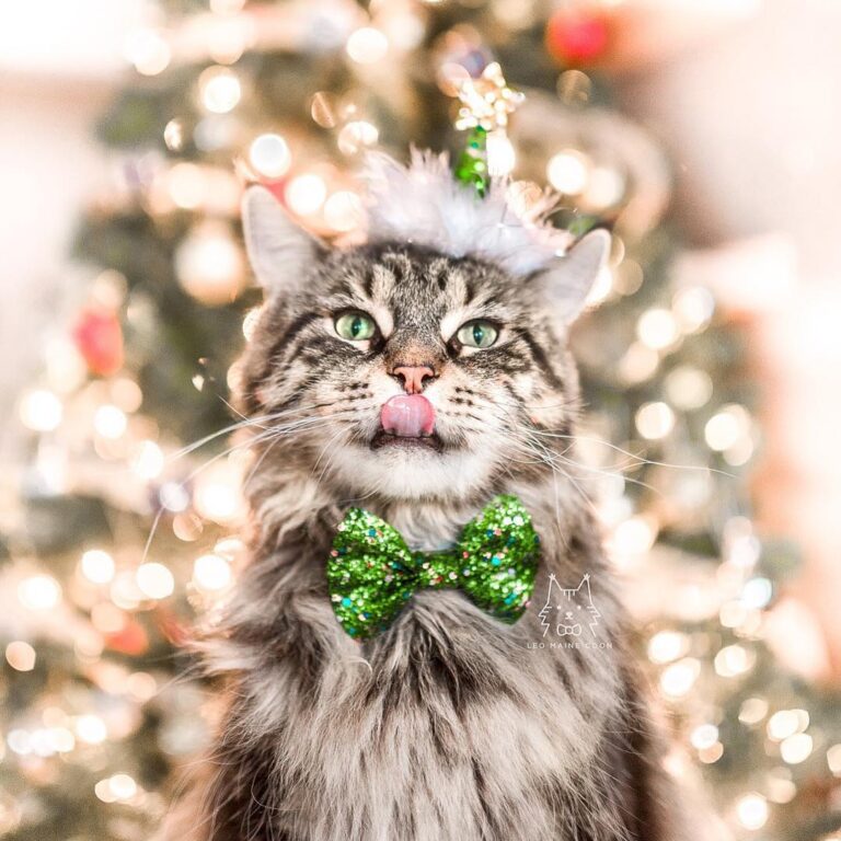 The best part about christmas is all the yummy foods!