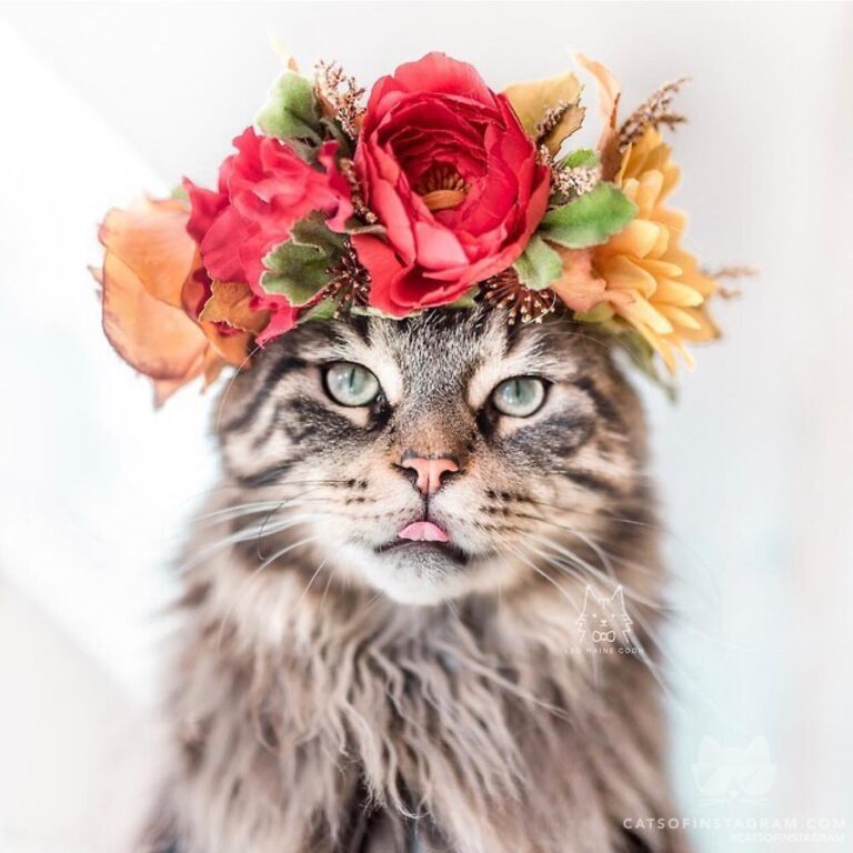 Welcoming autumn with a fitting crown!