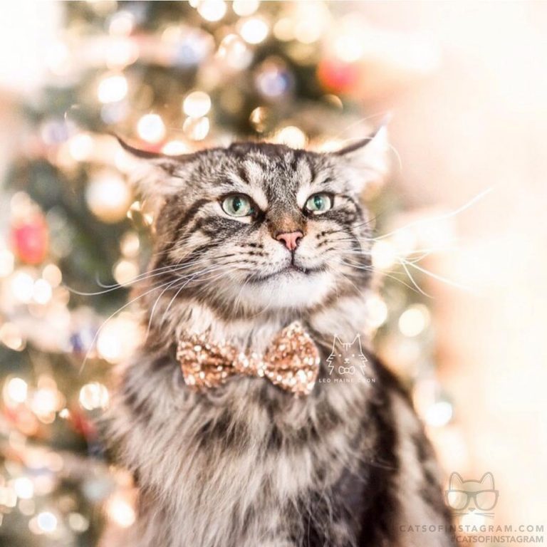 From @leo.mainecoon: “when you try to smile at your crush ” #catsofinstagram...