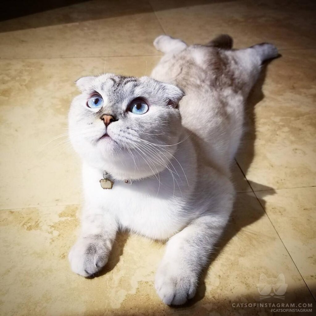 Cat or baby seal?