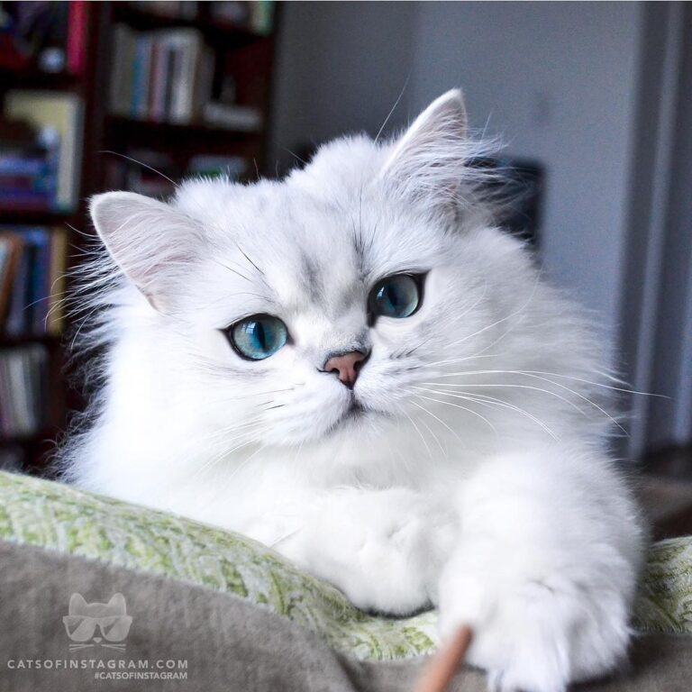 “It’s scientifically proven. I’m made of fluff and clo