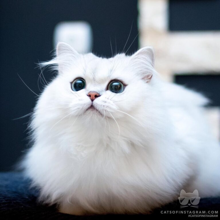 The daily panic of how many treats I’ll get