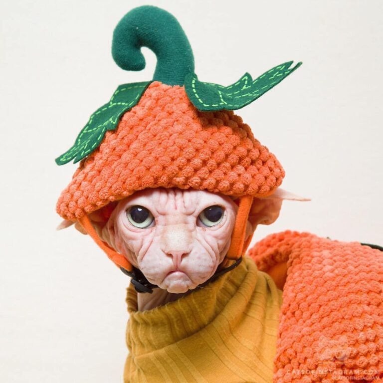 Commence, pumpkin spice season