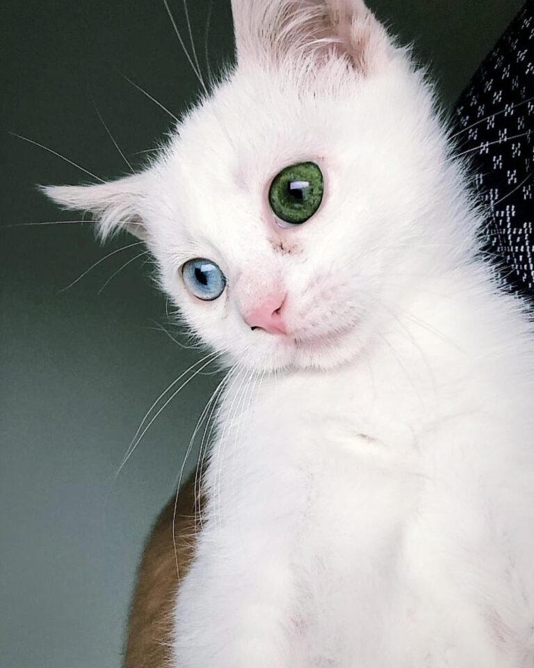 My heterochromatic baby, Isis