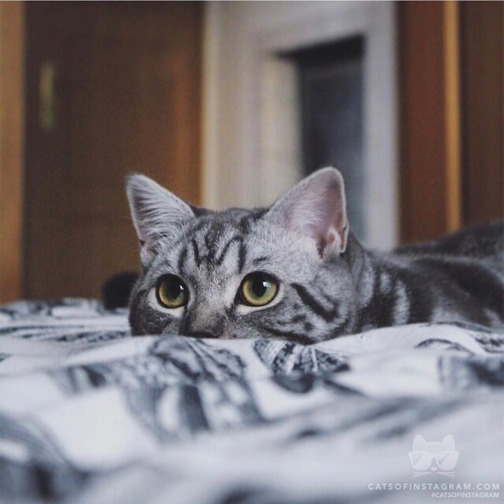 “Focused Pablo while trying to catch his favorite mouse toy!