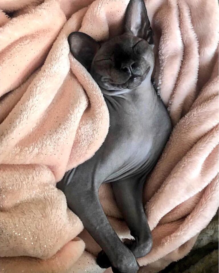 Cute Cat Moment