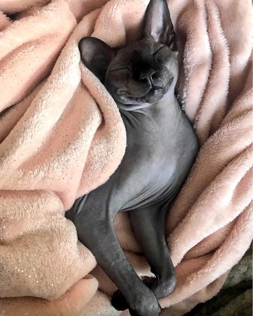 Cute Cat Moment