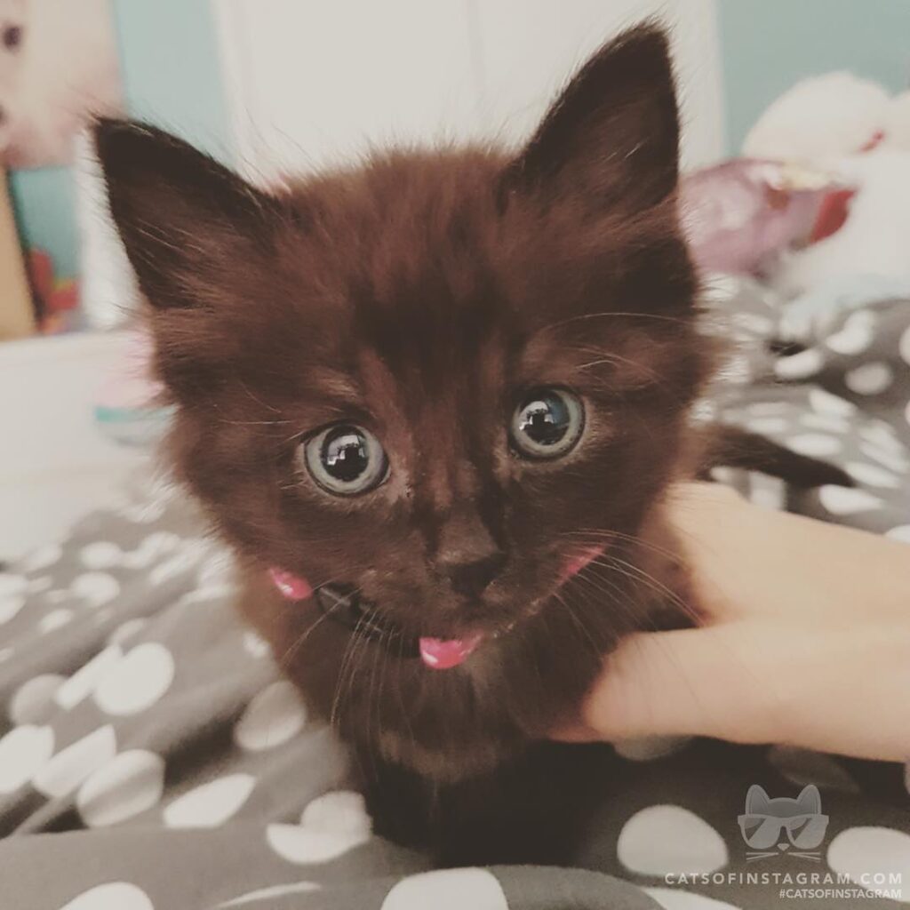 Cute Cat Moment