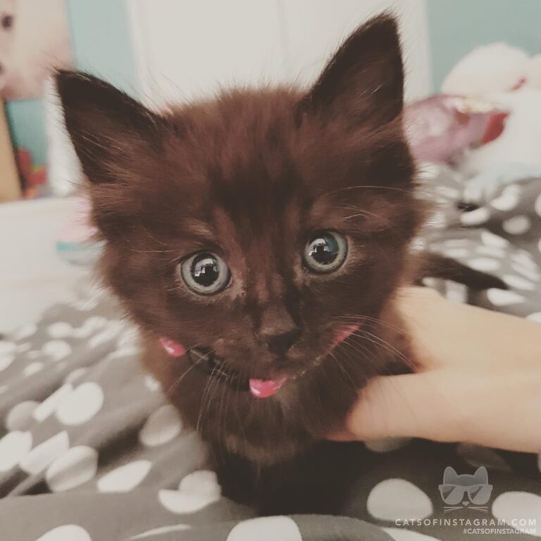 Cute Cat Moment
