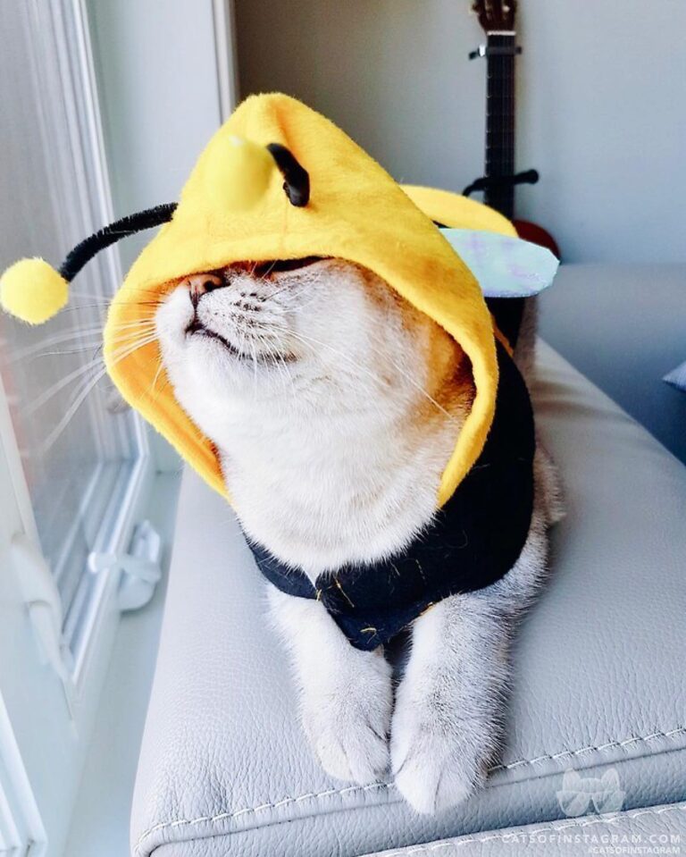 Check meow’t! I’m as cute as I can bee!