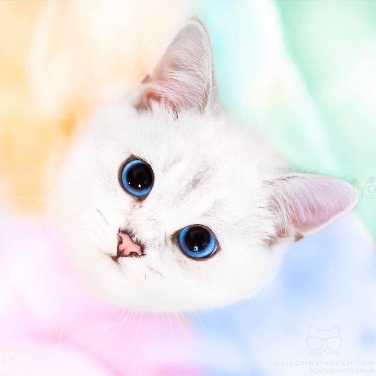 Could you ever say no to those eyes?