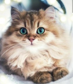Why Do Cats Suddenly Bite During Petting?