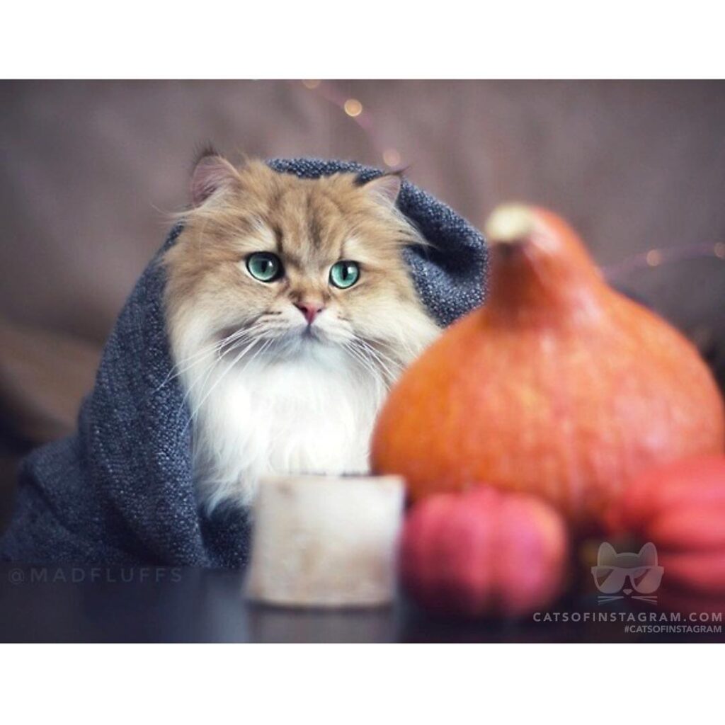 I am ready for blankets and pumpkin spice lattes.