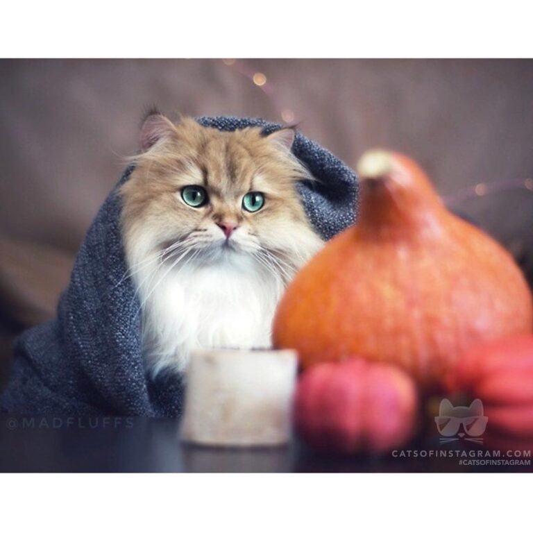 I am ready for blankets and pumpkin spice lattes.