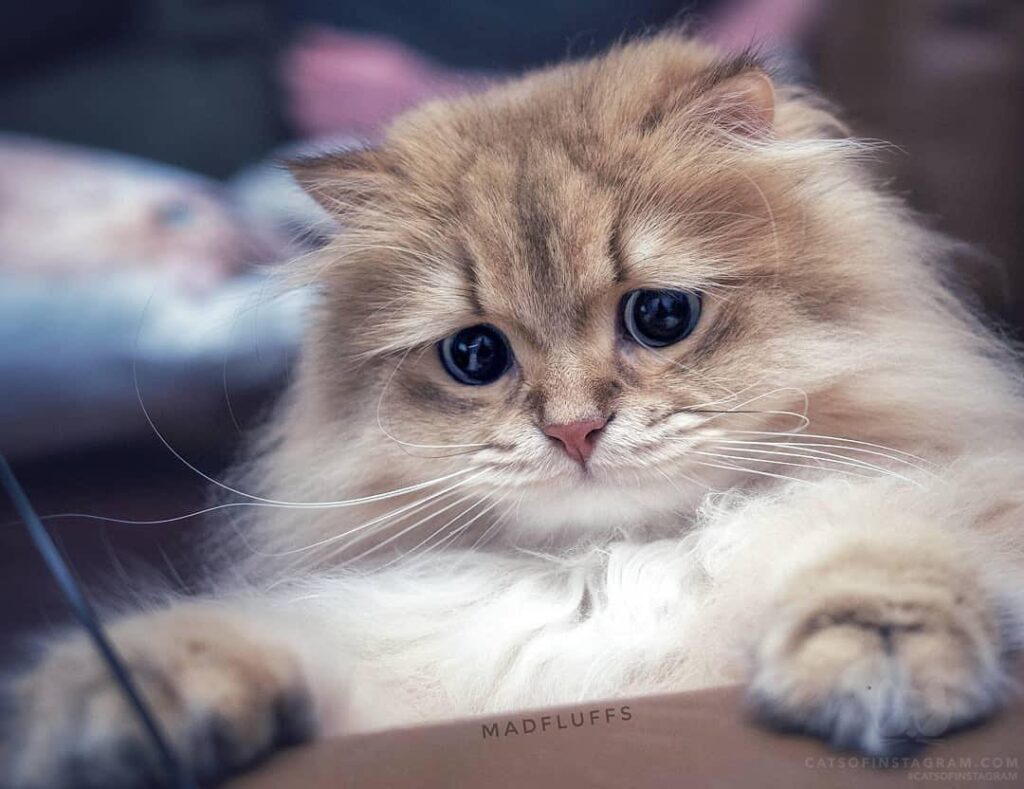 “I ate all the Halloween treats already? That can’t be right, s