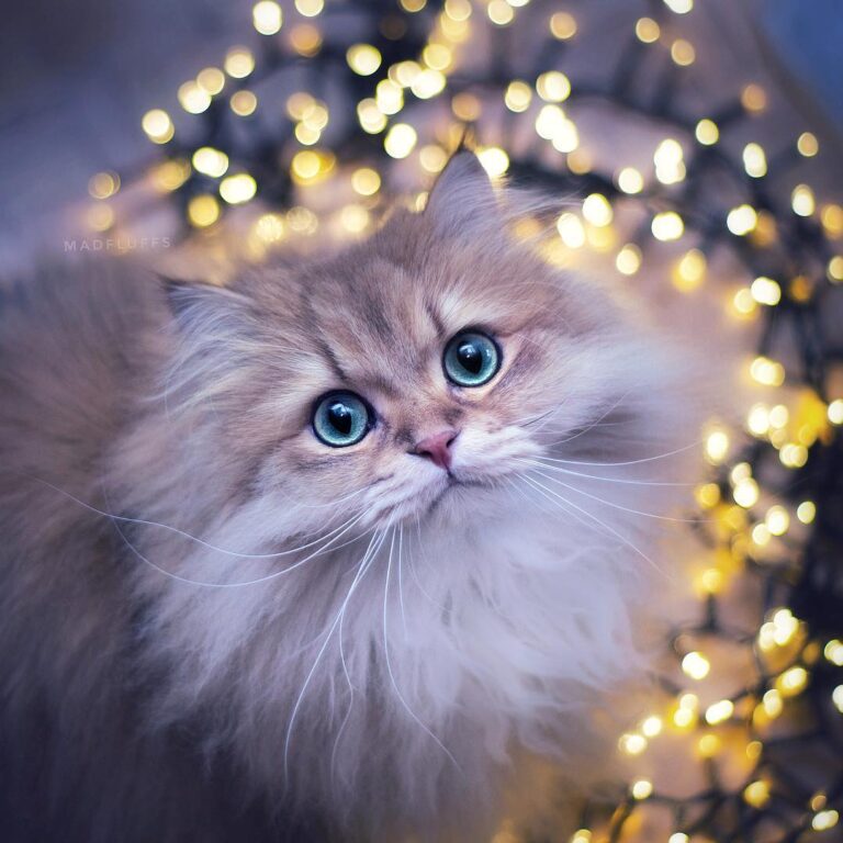 Need any help tangling those lights?