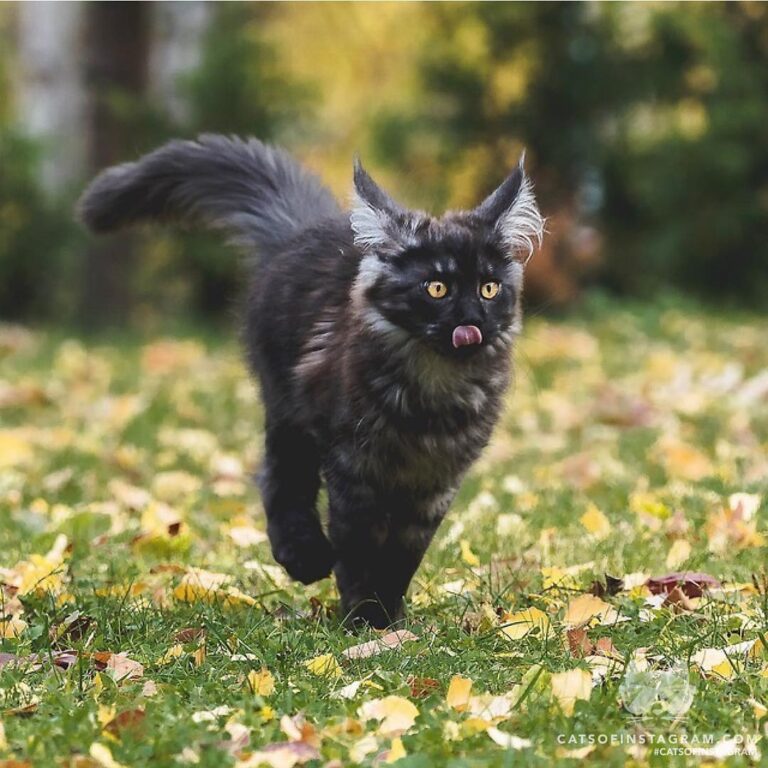Did someone say dinner?