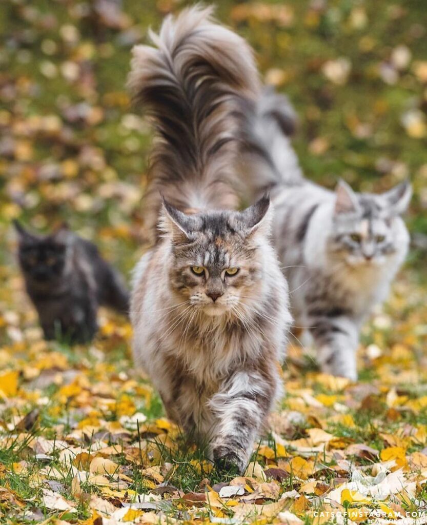 The three muscateers