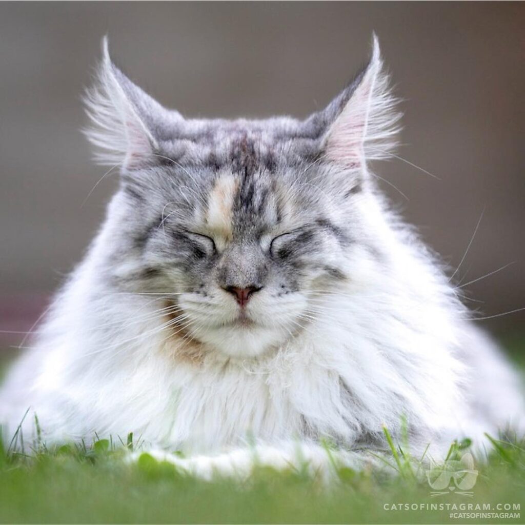 Zen Cat.
