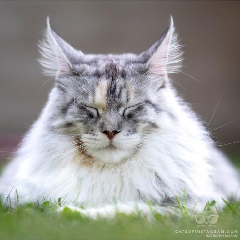 Zen Cat.
