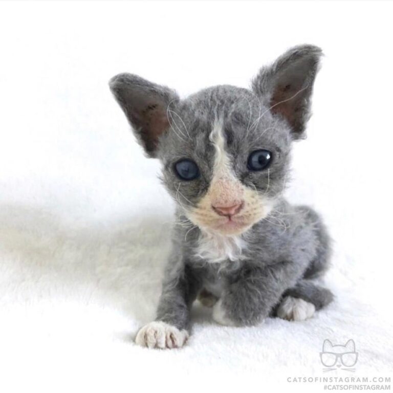“Hi new friends! My name is Mr. Meeseeks! I was rescued f