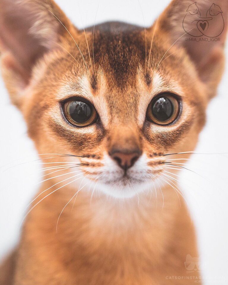 How can you say no to that cute little face?