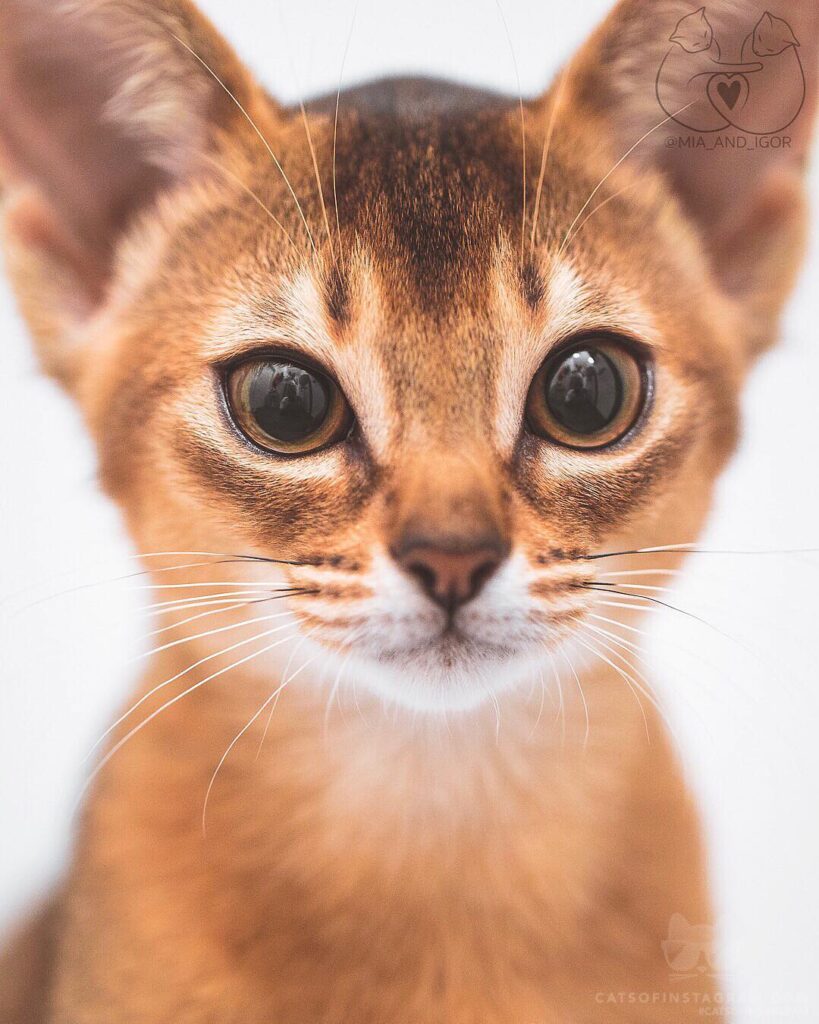 How can you say no to that cute little face?