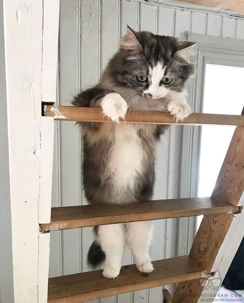 ”Inspecting the paint job on the stairs. Clearly I’m not