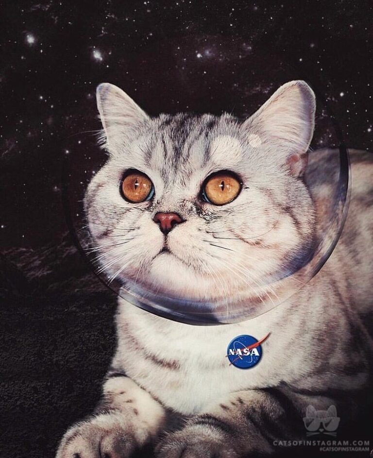 I’m a space cat you know?