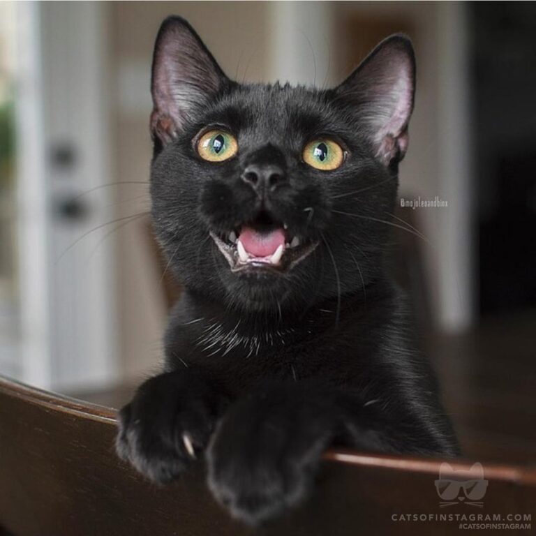Oh hai!