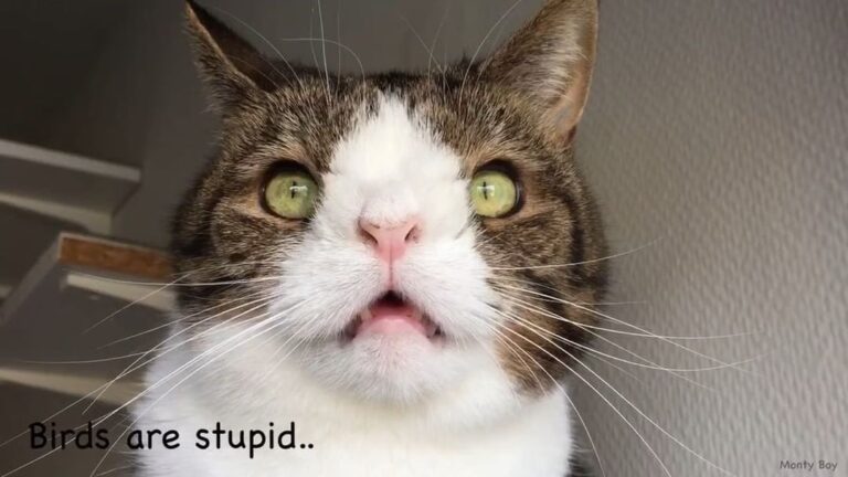 My thoughts on birds…