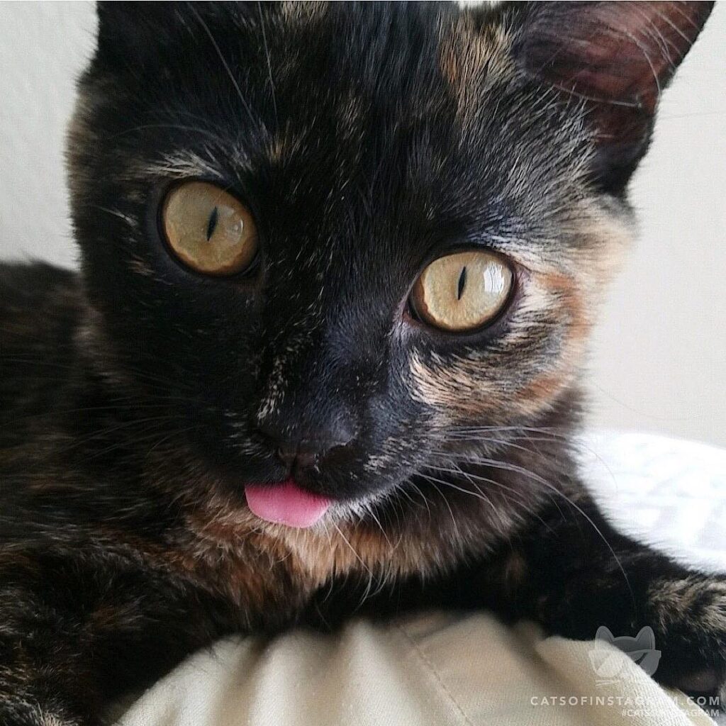 Jinxy and all her attitude.