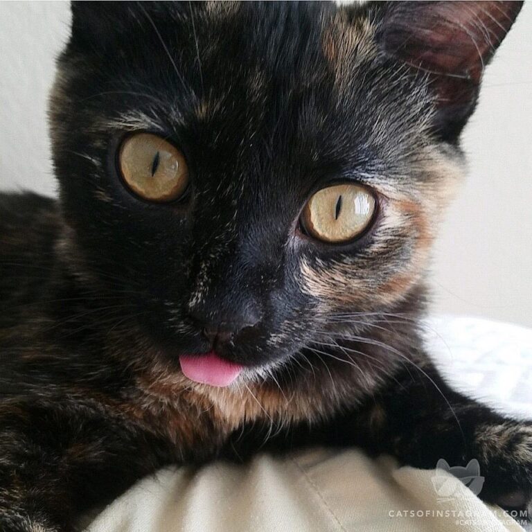 Jinxy and all her attitude.