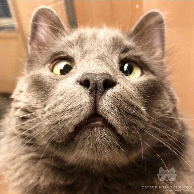Boop my nose